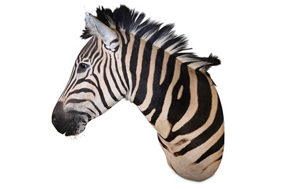 Lot 2 - A TAXIDERMY HEAD AND NECK OF A ZEBRA