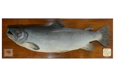 Lot 94 - TAXIDERMY: A PAINTED PLASTER TROPHY SALMON BY ROLAND WARD, TAXIDERMIST, C.1880
