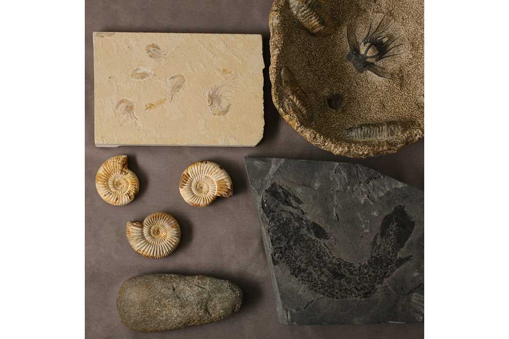 Lot 72 - FOSSIL SHRIMPS IN GREEN RIVER BED FORMATION