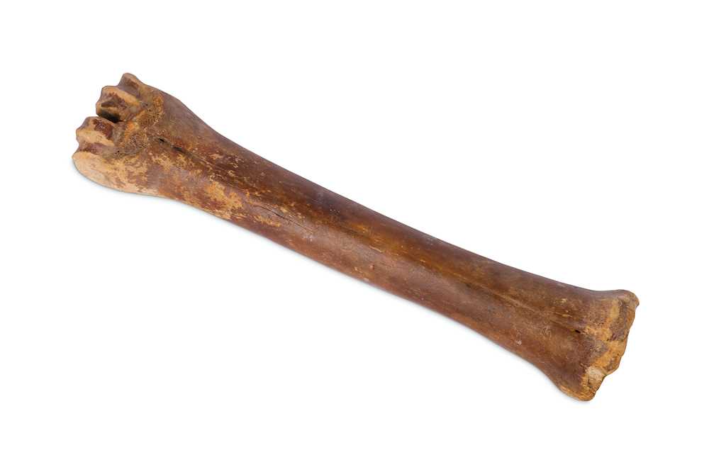 Lot 78 - A CANNON BONE FROM A GIANT IRISH ELK  (MEGALOCEROS GIGANTEUS)