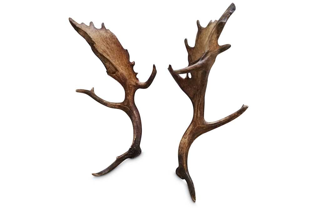 Lot 17 - A RARE PAIR OF 28 POINT WILD FALLOW DEER ANTLERS