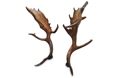 Lot 17A - A RARE PAIR OF 28 POINT WILD FALLOW DEER ANTLERS