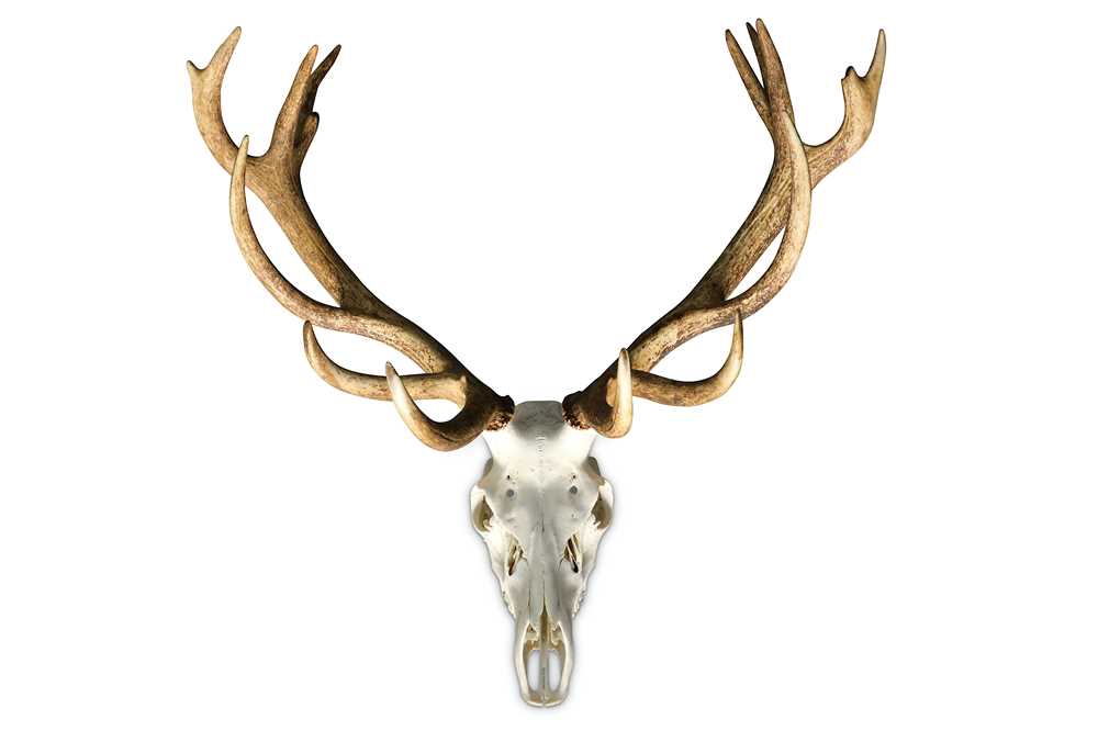 Lot 17 - A SET OF 17 POINT ENGLISH RED DEER STAG ANTLERS AND SKULL