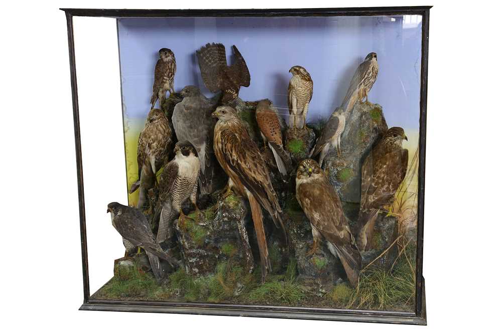 Lot 49 - A VICTORIAN TAXIDERMY GROUP OF RAPTORS