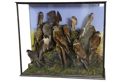Lot 3 - A VICTORIAN TAXIDERMY GROUP OF RAPTORS