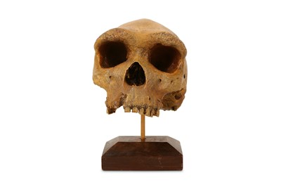 Lot 3 - A COMPOSITION CAST OF A HUMAN SKULL