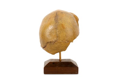 Lot 3 - A COMPOSITION CAST OF A HUMAN SKULL