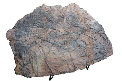 Lot 88 - A LARGE SECTION OF FOSSILISED PLANT STEMS