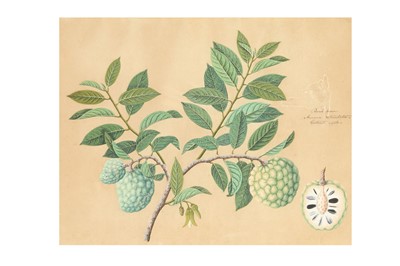 Lot 358 - A BOTANICAL STUDY OF A CUSTARD APPLE (ANNONA RETICULATA)
