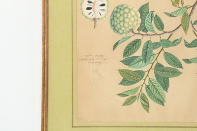 Lot 358 - A BOTANICAL STUDY OF A CUSTARD APPLE (ANNONA RETICULATA)