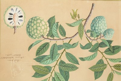 Lot 358 - A BOTANICAL STUDY OF A CUSTARD APPLE (ANNONA RETICULATA)