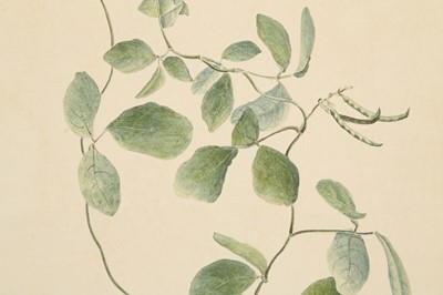 Lot 357 - A BOTANICAL TINTED DRAWING OF A NEELAMBARI PLANT (INDIGOFERA TINCTORIA)