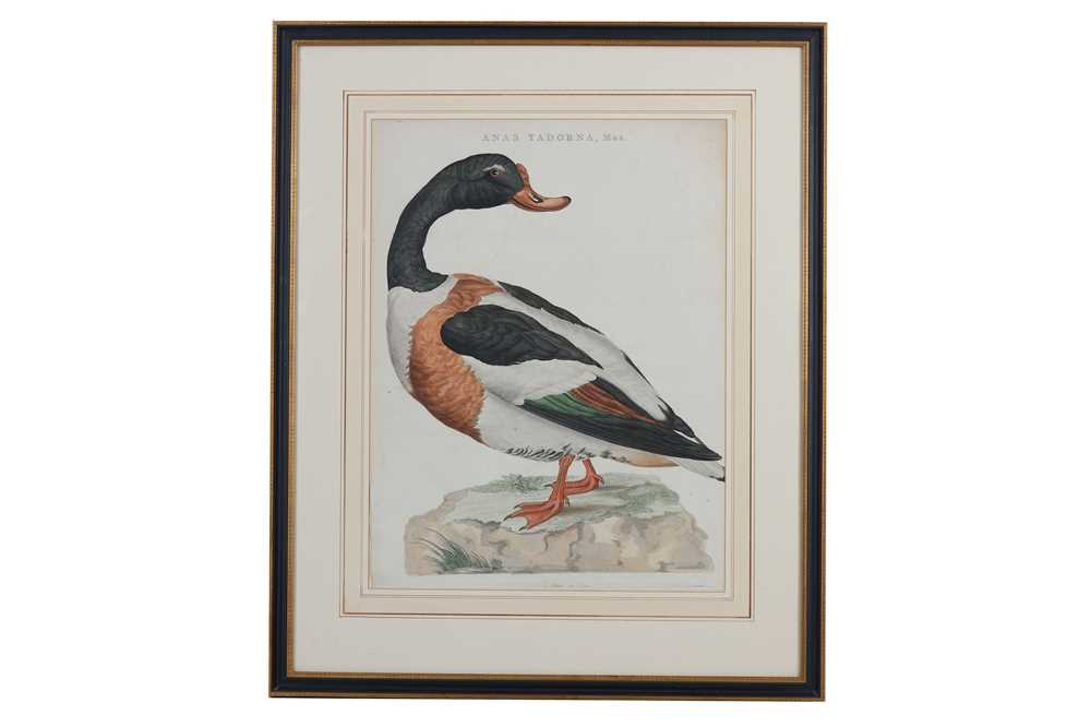 Lot 56 - SEPP & NOZEMAN, PUBLISHED AMSTERDAM 1789