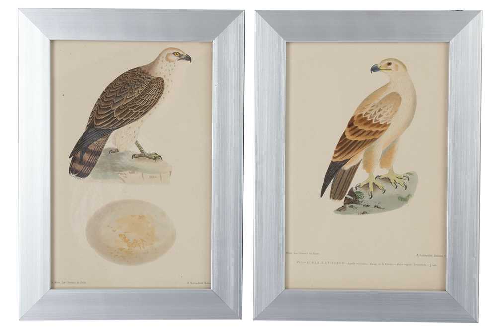 Lot 435 - Twelve late 19th Century French hand tinted prints depicting birds of prey and their eggs