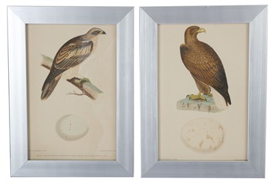 Lot 435 - Twelve late 19th Century French hand tinted prints depicting birds of prey and their eggs