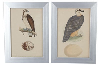 Lot 435 - Twelve late 19th Century French hand tinted prints depicting birds of prey and their eggs