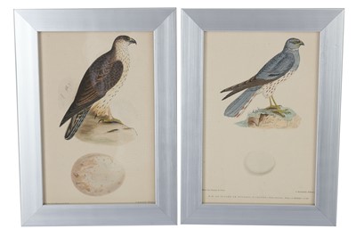 Lot 435 - Twelve late 19th Century French hand tinted prints depicting birds of prey and their eggs