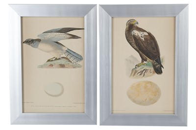 Lot 435 - Twelve late 19th Century French hand tinted prints depicting birds of prey and their eggs