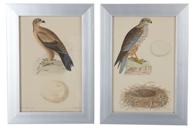 Lot 435 - Twelve late 19th Century French hand tinted prints depicting birds of prey and their eggs