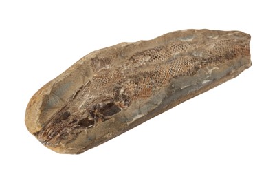 Lot 23 - A SMALL FOSSIL FISH