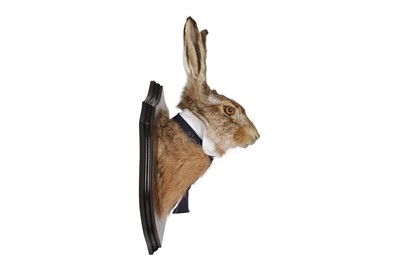 Lot 7 - AN ANTHROPOMORPHIC TAXIDERMY TROPHY OF A GENTLEMAN HARE