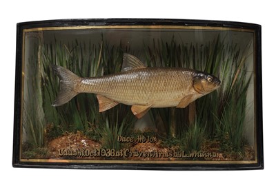 Lot 11 - AN EARLY 20TH CENTURY ENGLISH TAXIDERMY TROPHY DACE