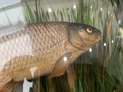 Lot 11 - AN EARLY 20TH CENTURY ENGLISH TAXIDERMY TROPHY DACE