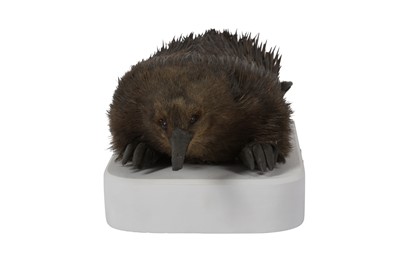 Lot 17 - A RARE EARLY 20TH CENTURY TAXIDERMY ECHIDNA (TACHYGLOSSIDAE)