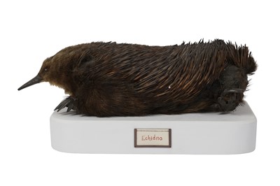 Lot 17 - A RARE EARLY 20TH CENTURY TAXIDERMY ECHIDNA (TACHYGLOSSIDAE)