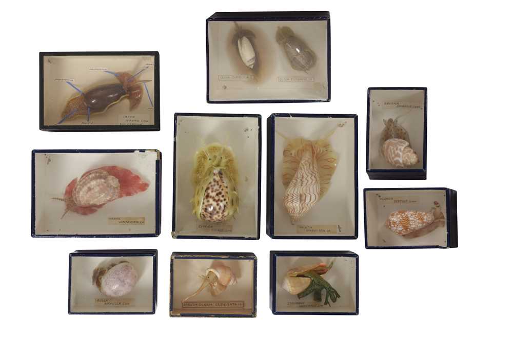 Lot 18 - A COLLECTION OF TEN EXCEPTIONALLY RARE 19TH CENTURY SEA SHELL SPECIMENS