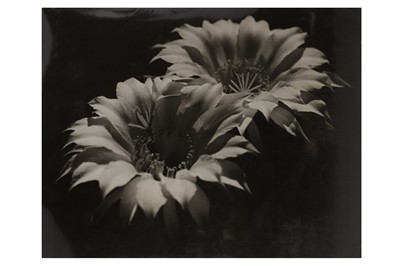 Lot 376 - Nature and flower interest, c. 1930s