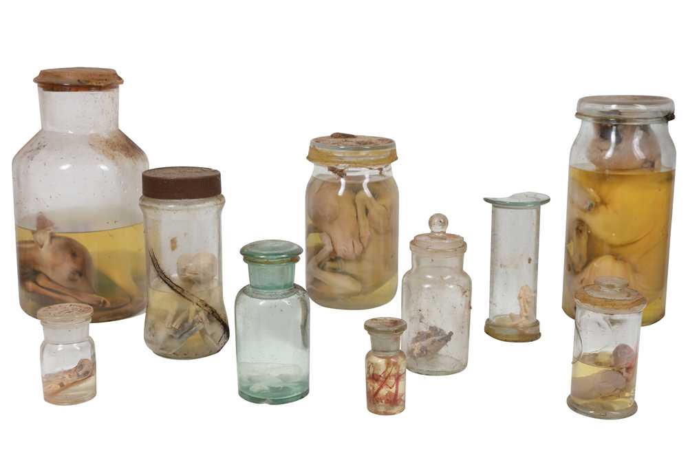 Lot 19 - TAXIDERMY INTEREST: A COLLECTION OF TEN 20TH CENTURY FETAL WET SPECIMENS