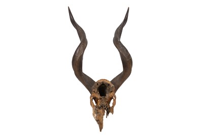 Lot 4 - AMENDED - TAXIDERMY INTEREST: TWO PAIRS OF HORNS