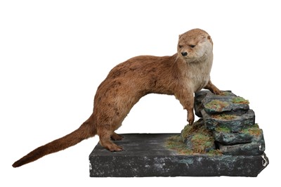 Lot 9 - AN EARLY 20TH CENTURY BRITISH TAXIDERMY OTTER (LUTRA LUTRA)
