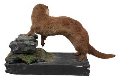 Lot 9 - AN EARLY 20TH CENTURY BRITISH TAXIDERMY OTTER (LUTRA LUTRA)