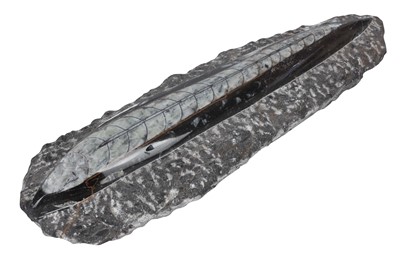 Lot 21 - AN ORTHOCERAS FOSSIL