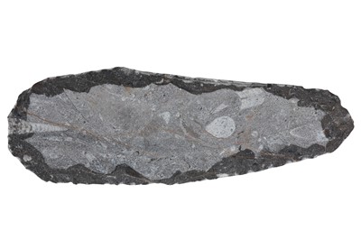 Lot 21 - AN ORTHOCERAS FOSSIL