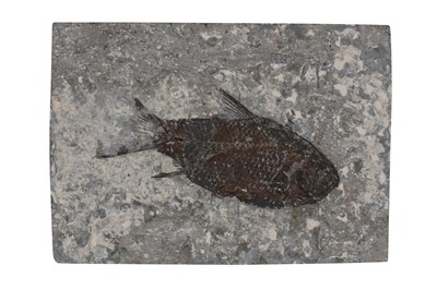 Lot 25 - A SMALL FISH FOSSIL