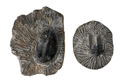 Lot 22 - A GROUP OF THREE TRILOBITE FOSSILS
