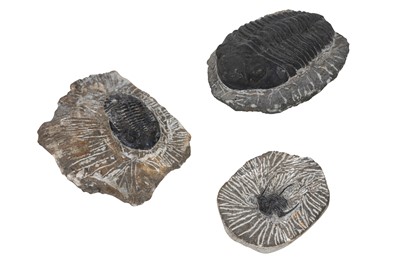 Lot 22 - A GROUP OF THREE TRILOBITE FOSSILS