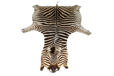 Lot 15 - A large zebra (Equus quagga) flat skin rug