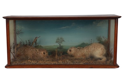 Lot 10 - AN EARLY 20TH CENTURY ENGLISH CASED TAXIDERMY OF LEVERETS