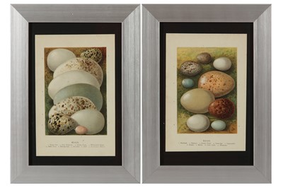 Lot 650 - A COLLECTION OF TWELVE CHROMOLITHOGRAPH PLATES OF BIRDS EGGS BY EDWARD STEP FLS, LATE 19TH CENTURY