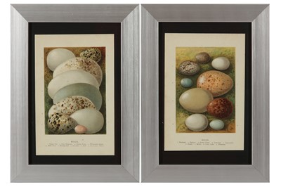 Lot 692 - A COLLECTION OF TWELVE CHROMOLITHOGRAPH PLATES OF BIRDS EGGS BY EDWARD STEP FLS, LATE 19TH CENTURY