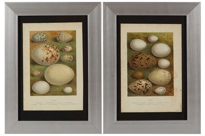 Lot 650 - A COLLECTION OF TWELVE CHROMOLITHOGRAPH PLATES OF BIRDS EGGS BY EDWARD STEP FLS, LATE 19TH CENTURY