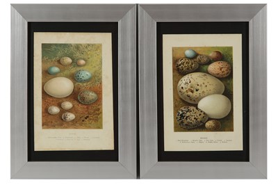 Lot 650 - A COLLECTION OF TWELVE CHROMOLITHOGRAPH PLATES OF BIRDS EGGS BY EDWARD STEP FLS, LATE 19TH CENTURY