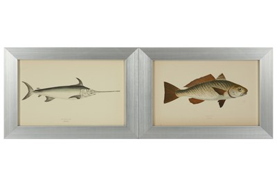 Lot 689 - A COLLECTION OF TWELVE HAND COLOURED PRINTS OF VARIOUS FISH BY COUCH, 19TH CENTURY