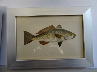 Lot 689 - A COLLECTION OF TWELVE HAND COLOURED PRINTS OF VARIOUS FISH BY COUCH, 19TH CENTURY