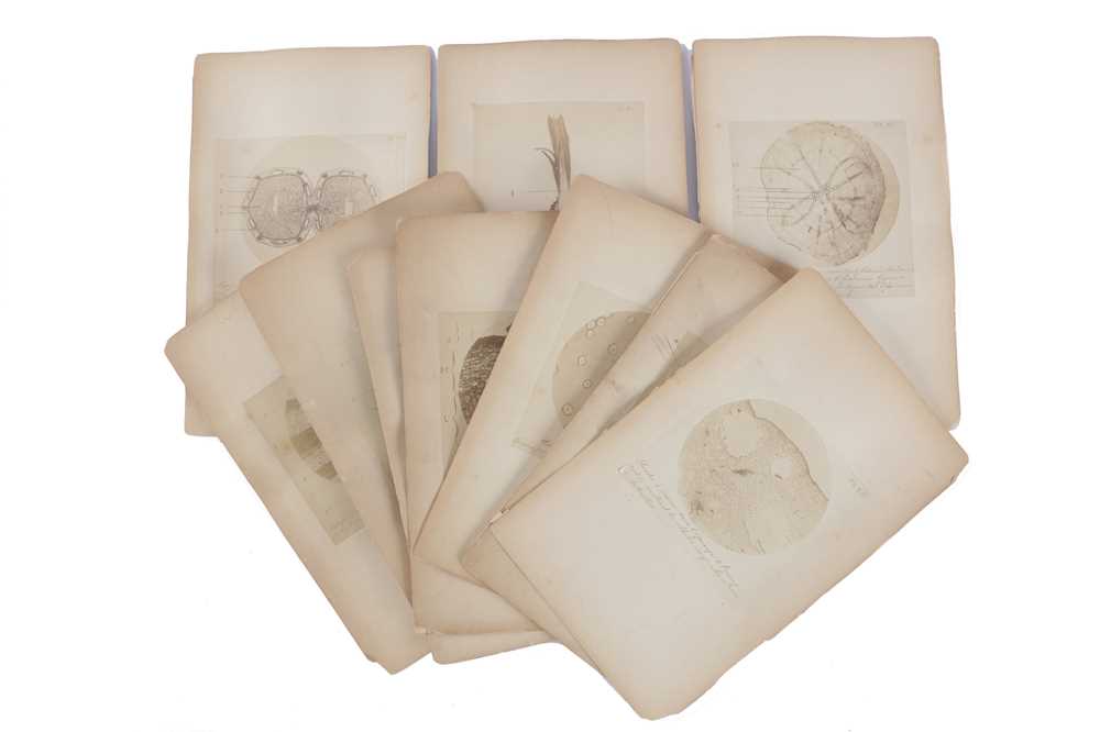 Lot 371 - Microphotographs of plants, Société Royal Belge de Photographie (active 1862-1885)