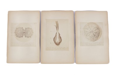 Lot 371 - Microphotographs of plants, Société Royal Belge de Photographie (active 1862-1885)